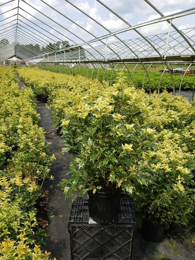 Osmanthus heterophyllus 'Goshiki' (False Holly) Evergreen, #2 - Size Container