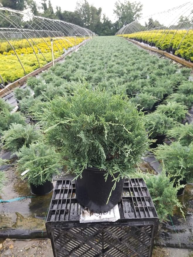Grey Owl Juniper, evergreen plant in 2 Gallon pot - Juniper Virginiana 'Grey Owl'