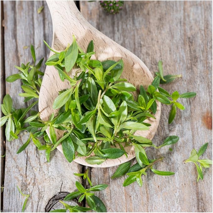 Seed Needs Winter Savory Seeds for Planting - Non-GMO, Heirloom & Untreated Perennial Herbs - Organically Grow a Culinary Kitchen Garden Indoors or Outdoors (1 Pack)