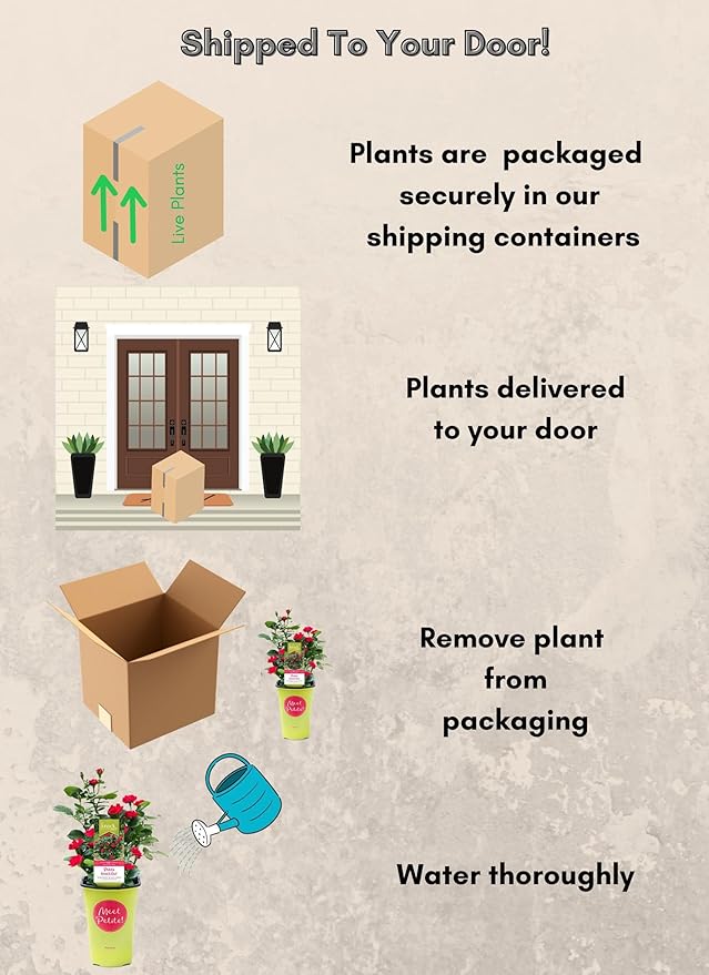 2 Quart Knock Out Rose Petite Shrub