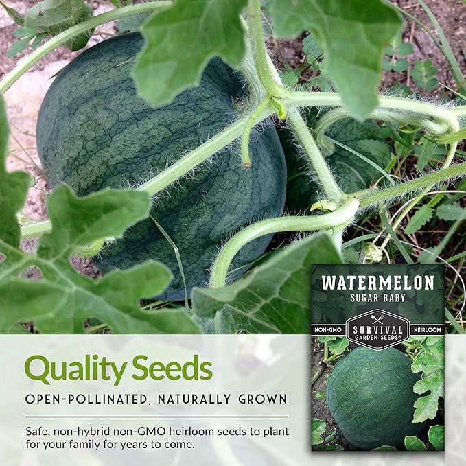 Survival Garden Seeds - Sugar Baby Watermelon Seed for Planting - 2 Packs with Instructions to Plant and Grow Little Round Watermelons in Your Home Vegetable Garden - Non-GMO Heirloom Variety