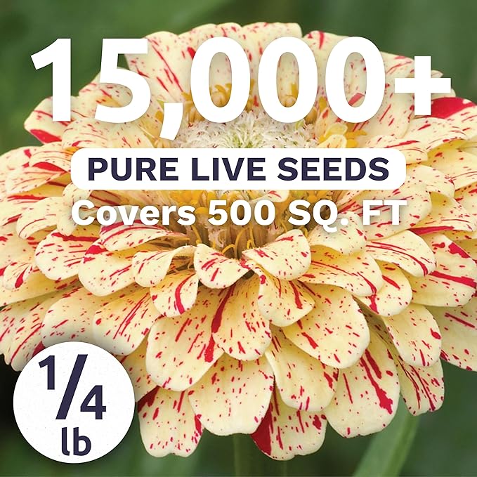Zinnia Peppermint Stick - Bulk 1/4 Pound Pouch - 15,000 Flower Seeds for Planting - Zinnia elegans