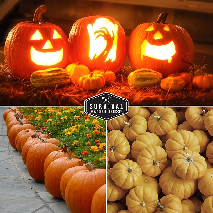 Survival Garden Seeds Pumpkin Collection Seed Vault - Non-GMO Heirloom Seeds for Planting Vegetables - Casper, Fairy Tale, Jack O'Lantern, Small Sugar Pumpkins for Growing in Your Vegetable Garden