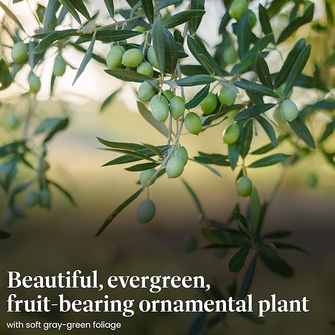 American Plant Exchange Live Arbequina Olive Tree, Fruit Bearing, Plant Pot for Home and Garden Decor, 5" Pot
