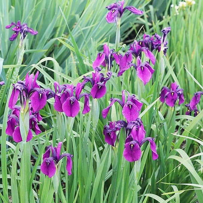 Japanese Iris Seeds Iris Ensata Attract Pollinators Beautiful and Intricate Flowers Standout in Water Gardens, Along Pond Edges, Or in Perennial Borders 20Pcs by YEGAOL Garden