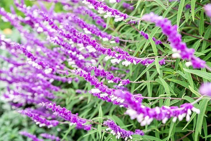 Salvia Mexican Sage Plants | 10 Live Seedlings | Salvia leucantha | Velvety Purple Flower Spikes | Drought Tolerant Landscape Perennial