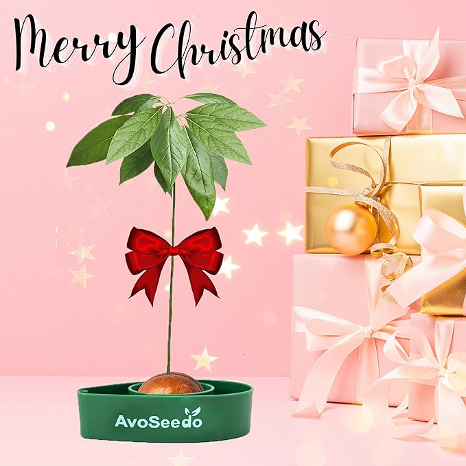 Avocado Growing Kit - Indoor Gardening Gift for Growing Avocado Trees from Pits