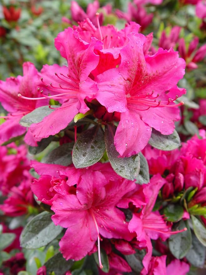Azalea 'Girard's Fuchsia' (Azalea) Shrub, bright pink flowers, #3 - Size Container
