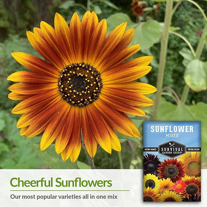 Survival Garden Seeds - Mix of Popular Sunflower Seeds for Planting - 5 Packs with Instructions to Grow Beautiful Flowers in Your Home Vegetable or Flower Garden - Non-GMO Heirloom Varieties