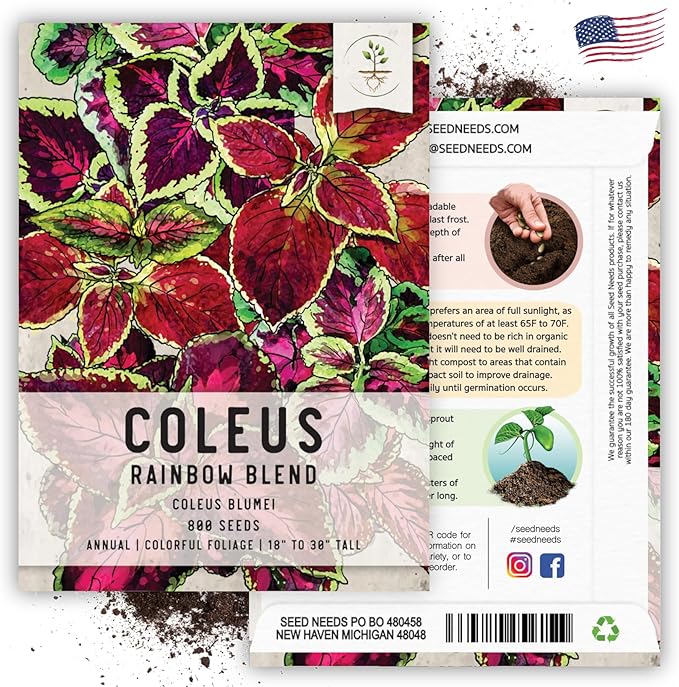 Seed Needs Coleus Seeds for Planting Rainbow Mixture - Heirloom & Open Pollinated Plants Prefer Partial Shade Indoors/Outdoors (5 Packs)