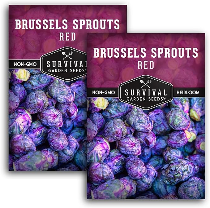Red Brussels Sprouts Seed for Planting - 2 Packets with Instructions to Plant and Grow Unique Brassica Plants in Your Home Vegetable Garden - Non-GMO Heirloom Variety - Survival Garden Seeds