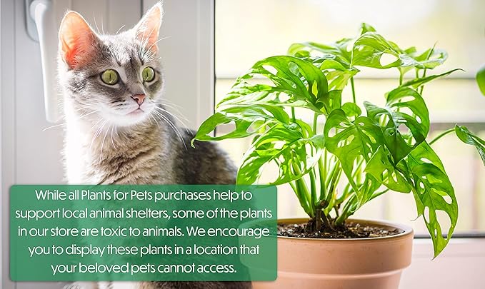 6" Swiss Cheese Plant Monstera Adansonii Live Plant Hanging Basket, Swiss Cheese Monstera Plant Live House Plants Indoors Live Plants Indoor Plants Live Houseplants Live Indoor by Plants for Pets