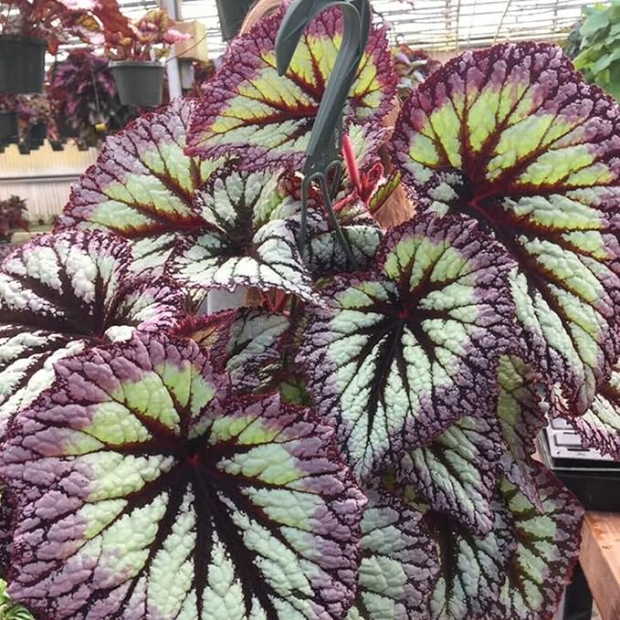 Coleus Seeds - Non-GMO Heirloom Seeds for Planting Powder Edge Blade Coleus Plants Rare Flower & Herb Low-Maintenance