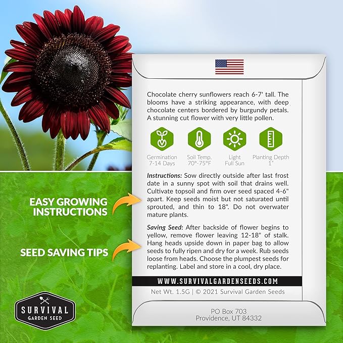 Survival Garden Seeds - Chocolate Cherry Sunflower Seed for Planting - 2 Packets with Instructions to Plant & Grow Burgundy Sunflowers in Your Vegetable & Flower Garden - Non-GMO Heirloom Variety