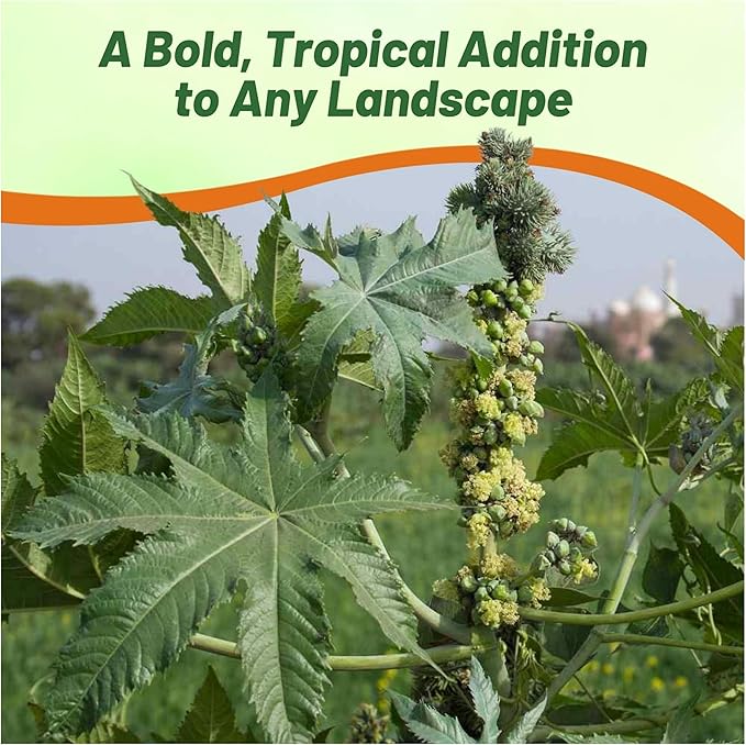Outsidepride 50 Seeds Annual Ricinus Communis Castor Bean Zanzibariensis Flower Seeds for Planting
