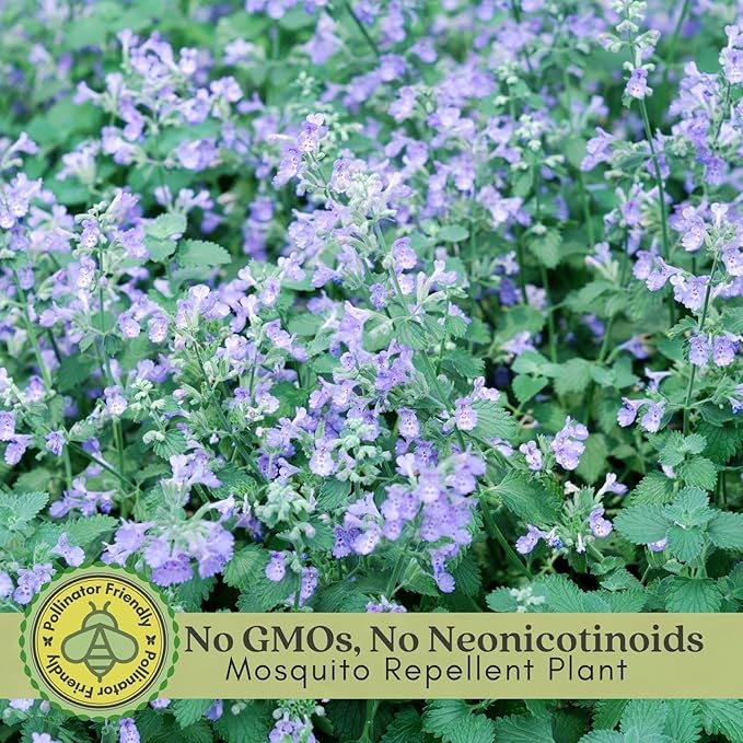 Clovers Garden Catmint (Nepeta) Plants – Two (2) Live Plants – Non-GMO - Not Seeds - Each 4" to 8" Tall – in 4" Inch Pots – Natural Mosquito Plant - Hardy Flowering Perennial Herb, Pollinator Favorite