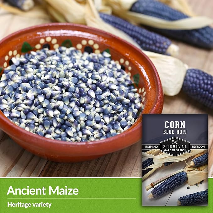 Blue Hopi Corn Seeds for Planting - 5 Packets with Instructions to Plant and Grow Heritage Blue Maize in Your Home Vegetable Garden - Non-GMO Heirloom Variety - Survival Garden Seeds