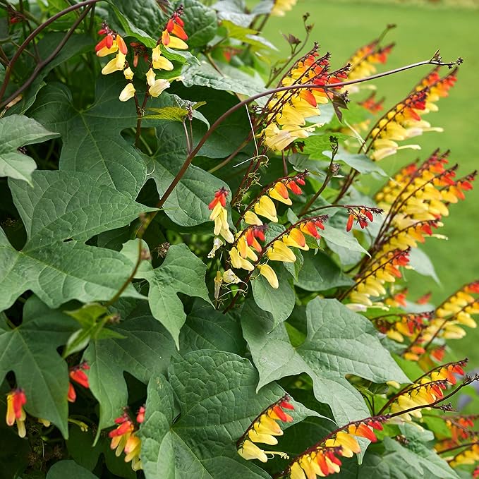 Outsidepride 200 Seeds Perennial Mina Lobata Firecracker Flowering Vine Seeds for Planting