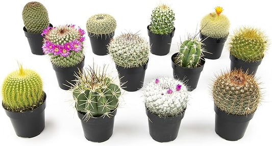 Altman Plants, Assorted Cactus Plants Live Cactus Decor (12PK), Cactus Plant Live Succulents Plants Live in Cactus Soil Potting Mix, Live Cacti Plants Live Succulent Plants Live Plants in Cactus Pot