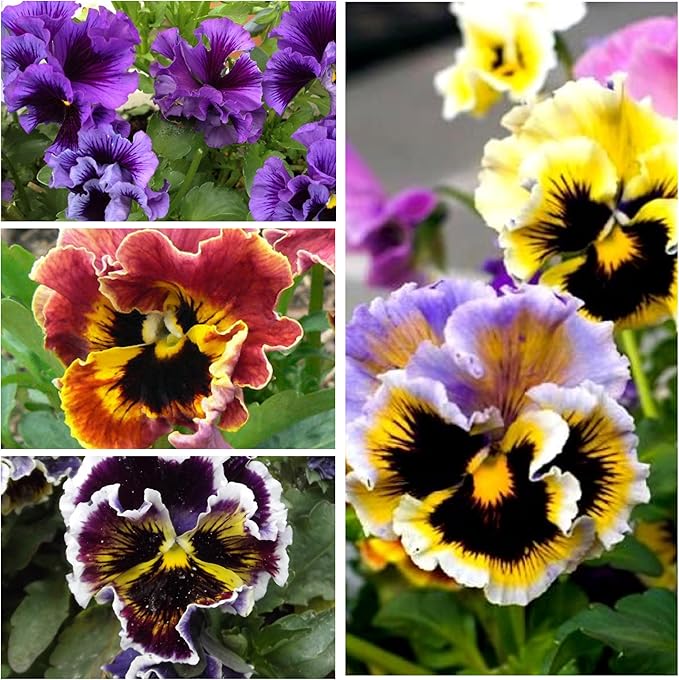 Seed Needs, Rococo Pansy Seeds - 600 Heirloom Seeds for Planting Viola Germania - Colorful Blooms for an Outdoor Flower Garden, Attracts Pollinators (5 Packs)