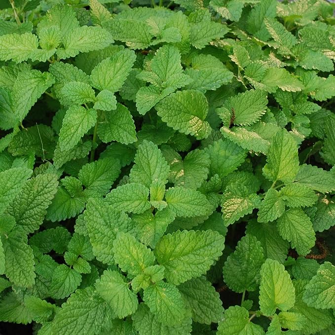 Bonnie Plants Lemon Balm Live Herb Plants - 4 Pack, Perennial In Zones 5 to 9, For Lemon Flavor In A Variety Of Dishes & Teas