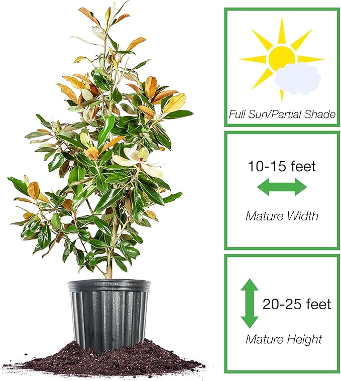 Perfect Plants Little Gem Magnolia 1-2ft Tall in Grower's Pot | Massive Fragrant Late Spring Blooms | Low Maintenance Southern Evergreen