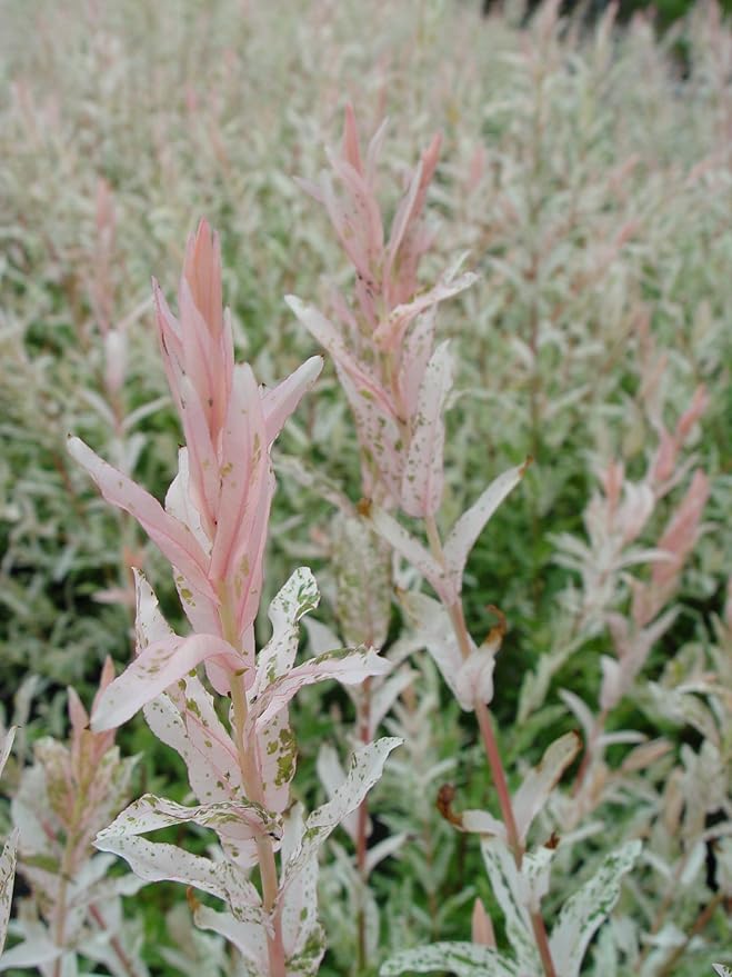 Green Promise Farms - Salix `Hakaro Nishiki' (Dappled Willow)Shrub, #3 -Size Container