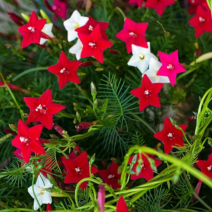 Outsidepride 100 Seeds Annual Cypress Vine Flower Seed Mix for Planting