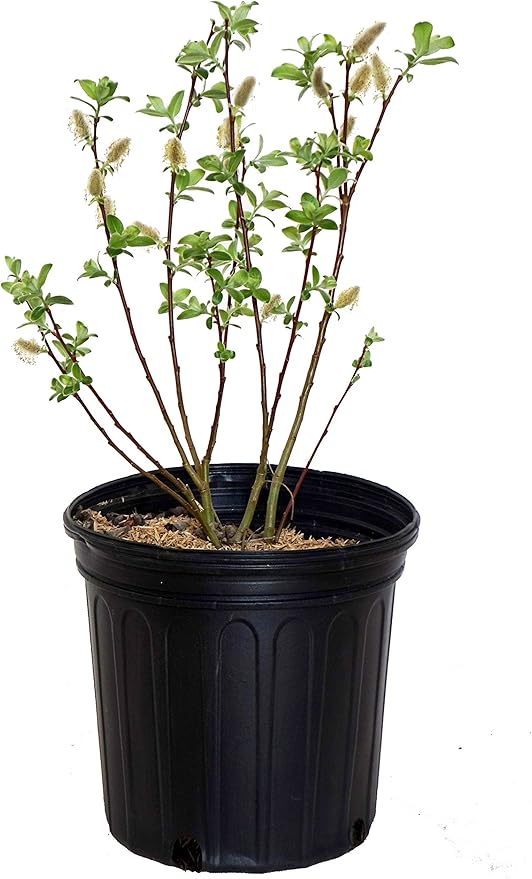 American Beauties Native Plants - Salix Discolor (Pussy Willow) Shrub, #2 - Size Container