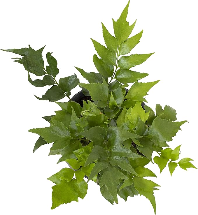 Holly Fern Plants Live Houseplants, Ferns Live Plants Indoor Plants Live Houseplants, Live Fern Plant Low Light House Plants Indoors Live Outdoor Plants and Flowers, House Plant by Plants for Pets