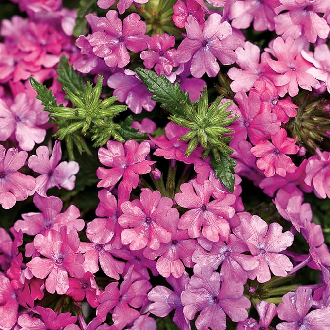 CHUXAY GARDEN Pink Trailing Verbena Seed 100 Seeds Ornamental Flowering Plant Attract Butterflies and Bees Easy Cultivating