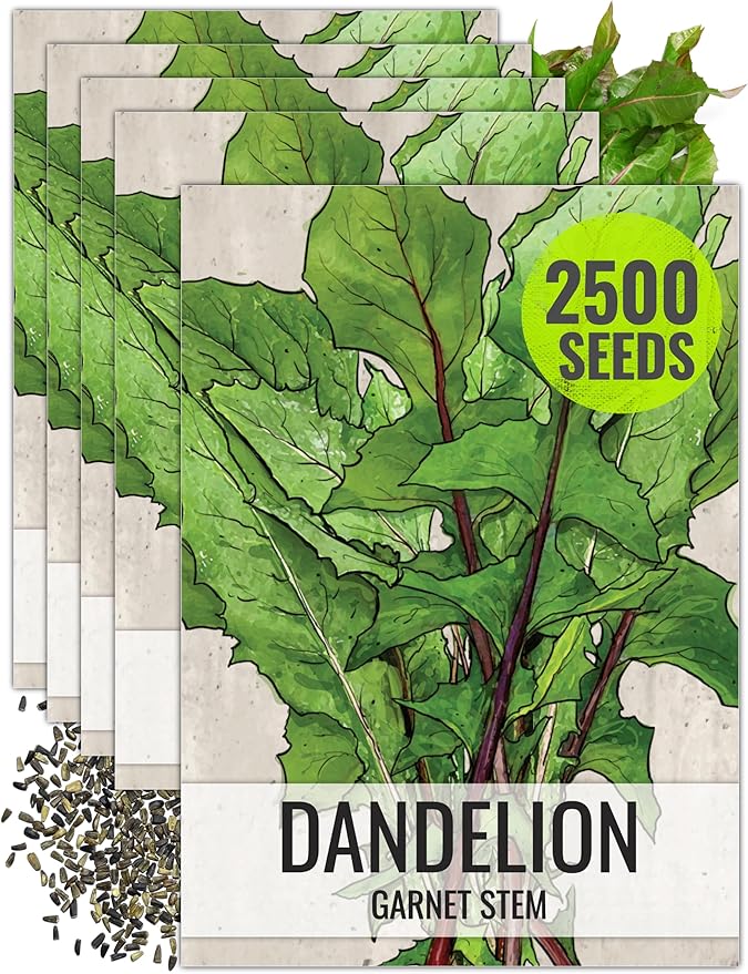 Seed Needs Garnet Stem Dandelion Seeds for Planting - Non-GMO, Heirloom & Untreated Edible Herbs - Organically Grow Your own Food for Tortoises, Rabbits & Bearded Dragons (5 Packs)