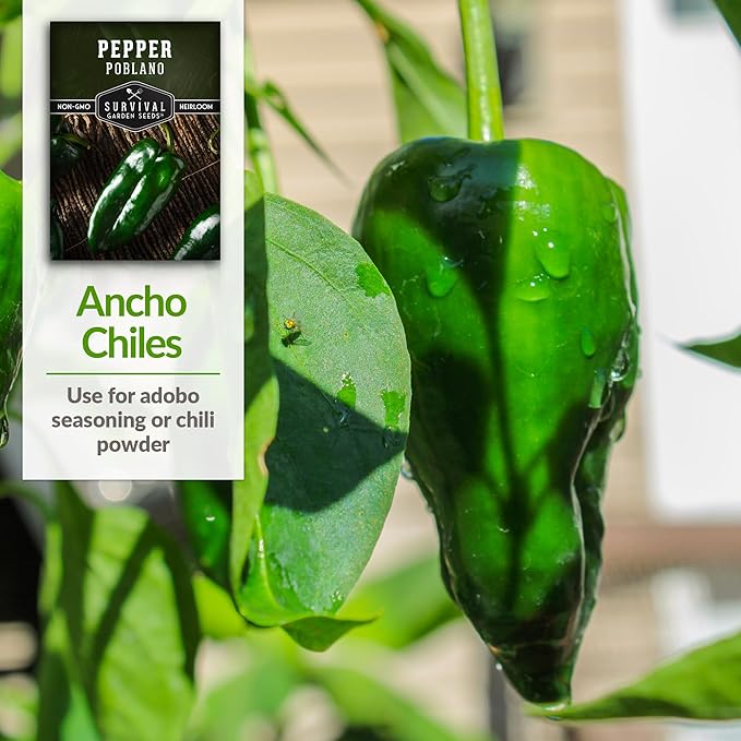 Poblano Pepper Seed for Planting - 5 Packets with Instructions to Plant and Grow Ancho Chiles in Your Home Vegetable Garden - Non-GMO Heirloom Variety - Survival Garden Seeds