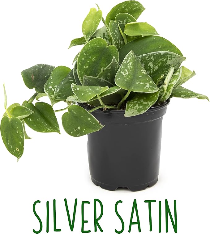 Altman Plants, Live Pothos Plants (4PK) Indoor Plants Live Houseplants, Pothos Live Plant House Plants Indoors Live Plants, Money Plant Indoor Pothos Plant Decor, Devils Ivy Trailing Plants Live