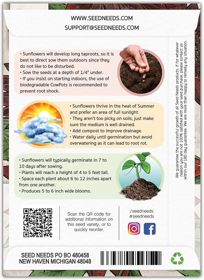 Seed Needs, Chocolate Sunflower Seeds - 40 Heirloom Seeds for Planting Helianthus annuus - Annual Flowers to Plant Outdoors, Attracts Bumblebees and Butterflies, Great as a Cut Flower (2 Packs)