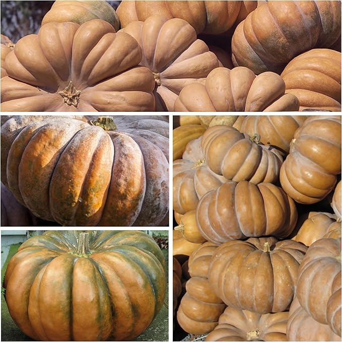 Seed Needs, Specialty Pumpkin Seed Packet Collection (4 Individual Varieties of Pumpkin Seeds for Planting) Fairytale, Blue Jarrahdale, Lumina White & Jack O Lantern