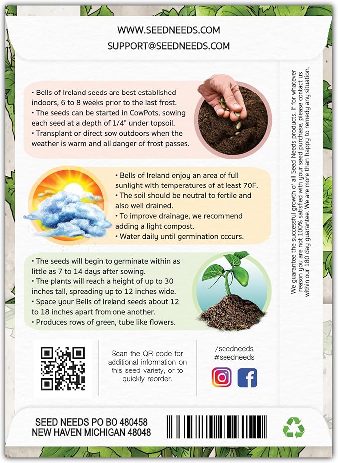 Seed Needs, Bells of Ireland Seeds - 400 Heirloom Seeds for Planting Molucella laevis - Green Bell Shaped Flowers, Perfect as a Cut Flower, Attracts Pollinators (5 Packs)