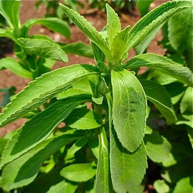 CHUXAY GARDEN Stevia Rebaudiana Seed 200 Seeds Garden Stevia Edible Seasoning Culinary Plants High Yield Flourishing Spectacular Display