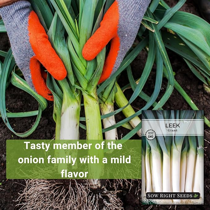 Sow Right Seeds - Giant Leek Seeds for Planting - Non-GMO Heirloom Packet with Instructions to Plant and Grow an Outdoor Home Vegetable Garden - Large Green Chive Onion - Cook Asian Cuisine (2)