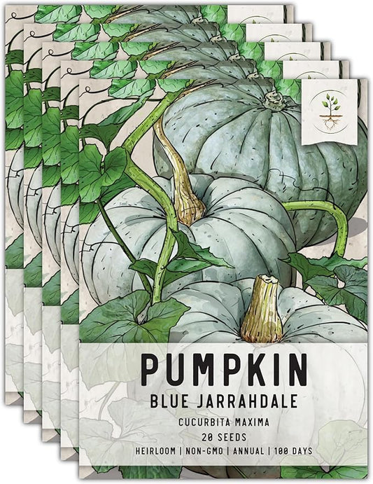 Seed Needs, Blue Jarrahdale Pumpkin Seeds - 20 Heirloom Seeds for Planting Cucurbita maxima - Non-GMO & Untreated - Tasty Decorative Pumpkin for Halloween & Fall (5 Packs)