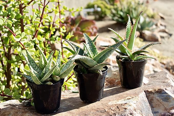 Live Aloe Plant Succulents, Succulents Plants Live in Potting Soil Mix, Potted Succulents Live Plants, Star Aloe Plants Live with Cacti Pots, Cactus Plants Live Succulent Plants by Plants for Pets