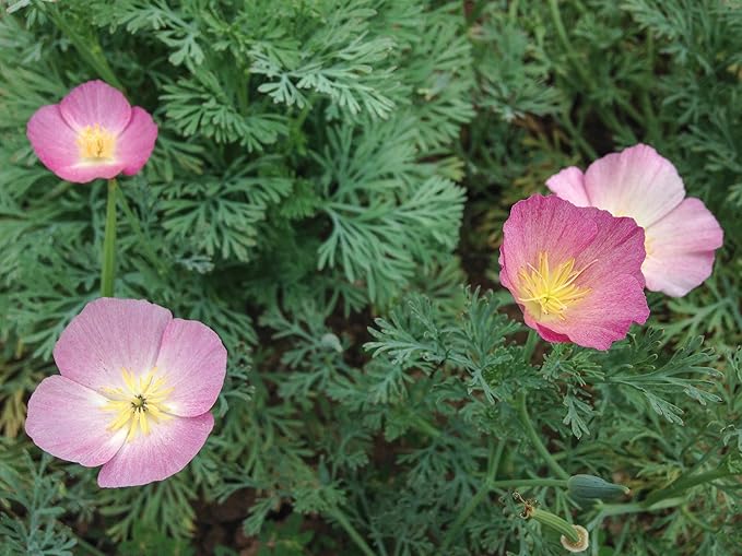 Plant Good Seed Purple Gleam California Poppy Seeds - Heirloom Seeds for Planting Flowers - Gardening Supplies, Herb Garden, Wildflower, Flower Seeds to Plant Outside - Non-GMO, from USA