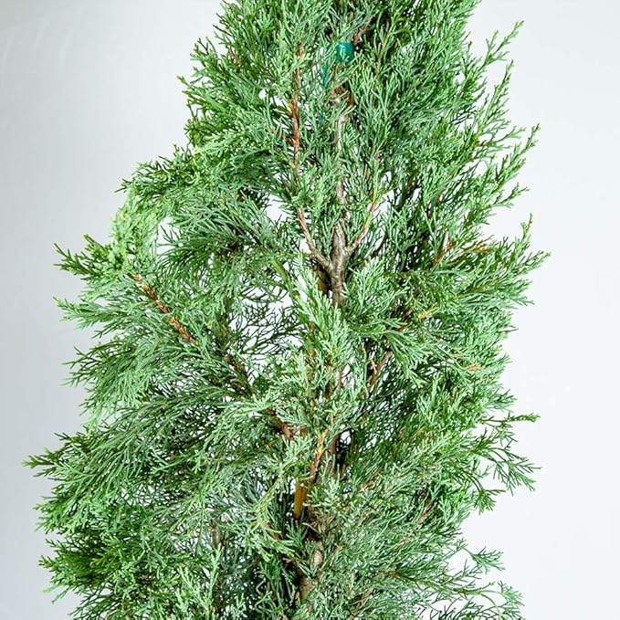 PERFECT PLANTS Italian Cypress Live Plant, 1-2', Includes Care Guide