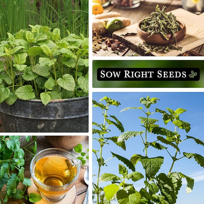 Sow Right Seeds - Lemon Balm Seeds for Planting - Non-GMO Heirloom Packet With Instructions - Easy to Grow Herb Garden - Aromatic Medicinal Herb and Great for Herbal Teas - Perennial Mint Relative (4)