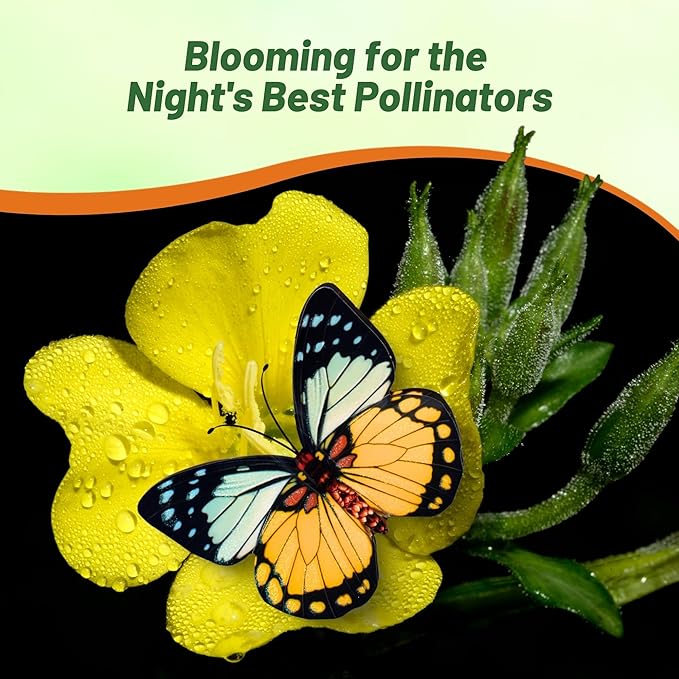 Outsidepride 5000 Seeds Annual Oenothera Lamarckiana Evening Primrose Wild Flower Seeds for Planting