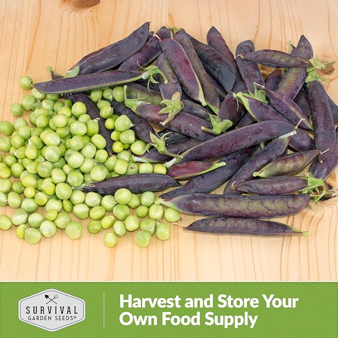 Desiree Pea Seed for Planting - 1 Packet with Instructions to Plant and Grow Delicious Purple-Podded Snap Peas in Your Home Vegetable Garden - Non-GMO Heirloom Variety - Survival Garden Seeds