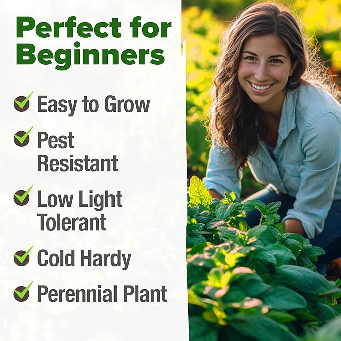 HOME GROWN Peppermint Seeds Pack – 2,370 Non-GMO, Heirloom Mint Seeds for Planting. Grow Peppermint Plants in Your Herb Garden Indoors or Outdoors (Mentha × piperita)