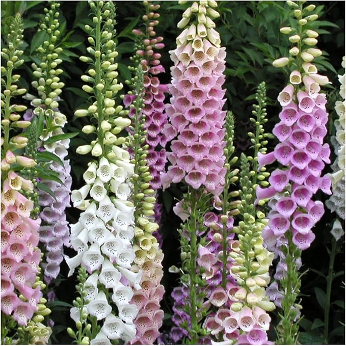 Seed Needs, Mixed Gloxiniaeflora Foxglove Seeds for Planting - Heirloom & Open Pollinated Biennial Flowers - Perfect for Butterfly Gardens & Insectaries (2 Packs)