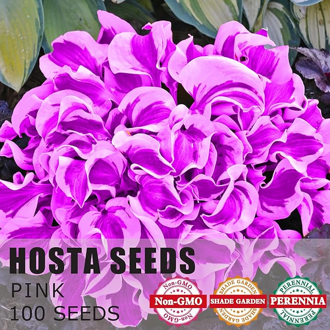 Purple Hosta Seeds Perennial Hosta Plants Seeds for Planting Outdoor Garden Low Maintenance 200Pcs