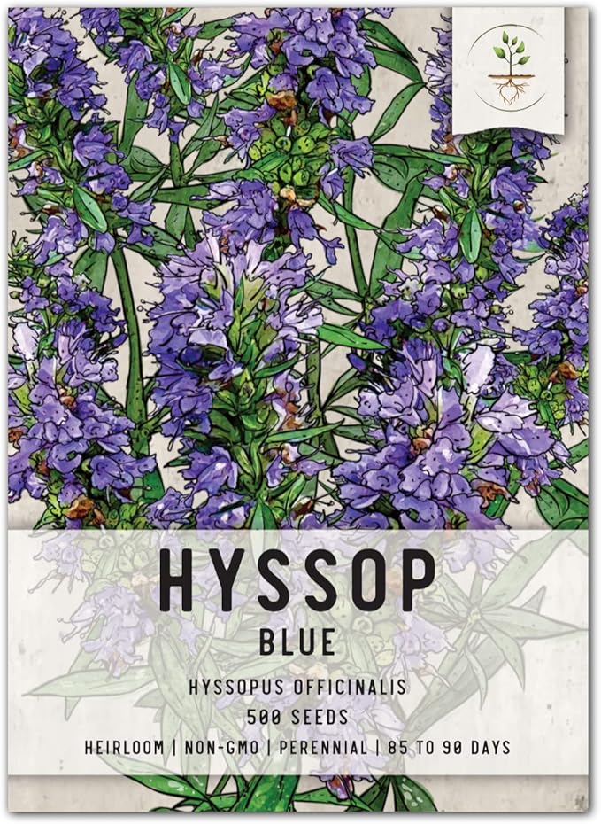 Seed Needs, Blue Hyssop Seeds - 500 Heirloom Seeds for Planting Hyssopus officinalis - Medicinal Herb for an Indoor/Outdoor Garden, Non-GMO & Untreated (1 Pack)
